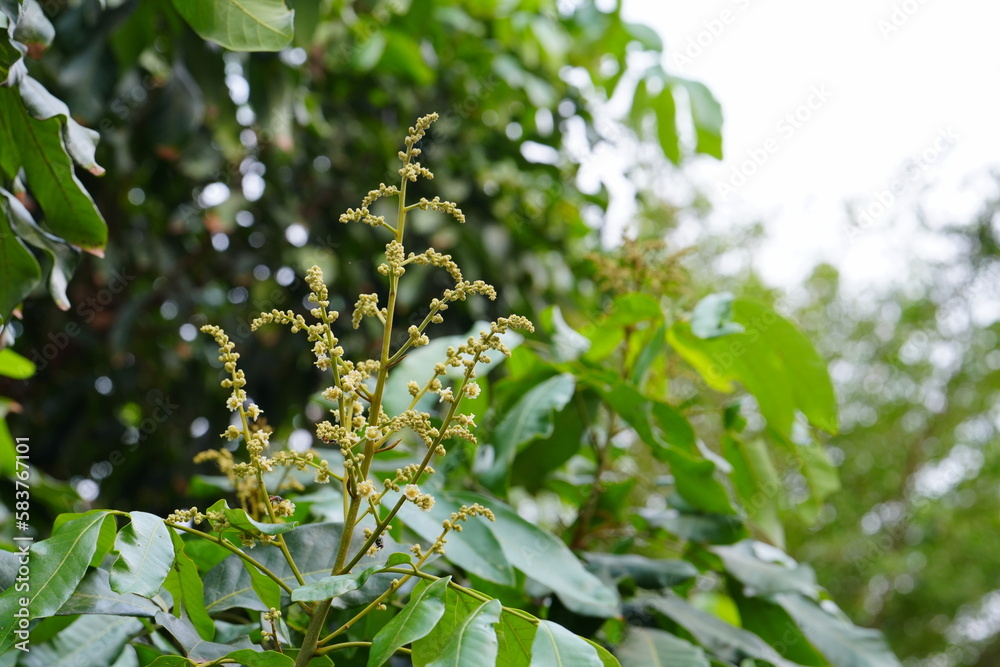 Longan flowers are blooming season in the garden. Longan flowers are blooming season in the garden.