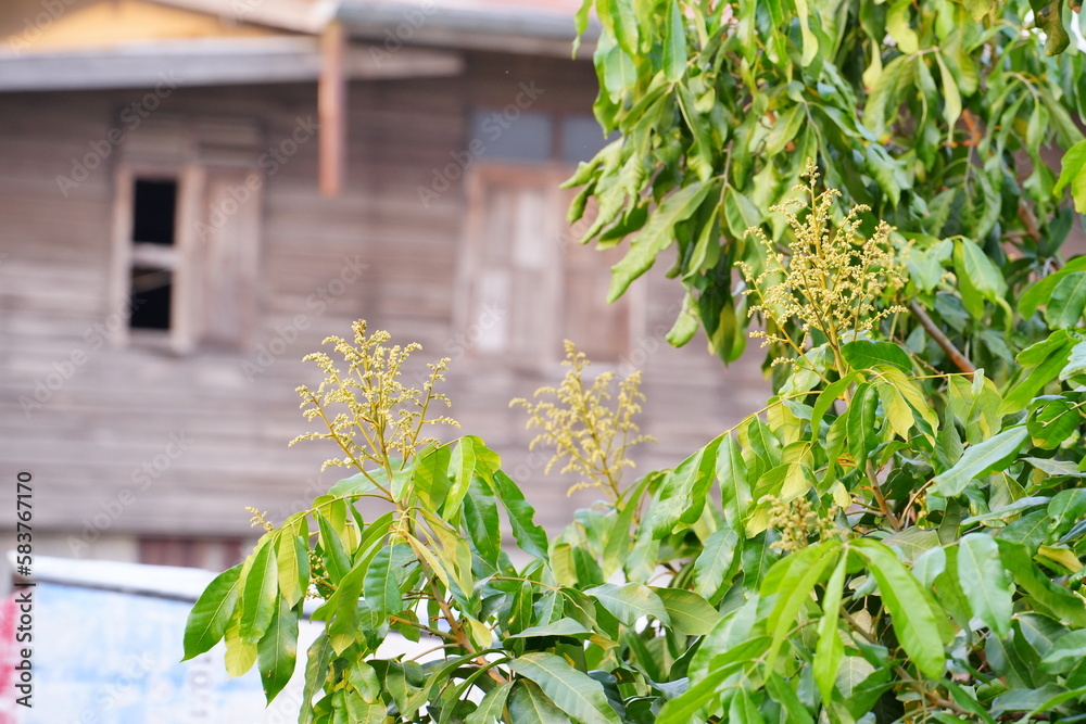 Fototapeta premium Longan flowers are blooming season in the garden.