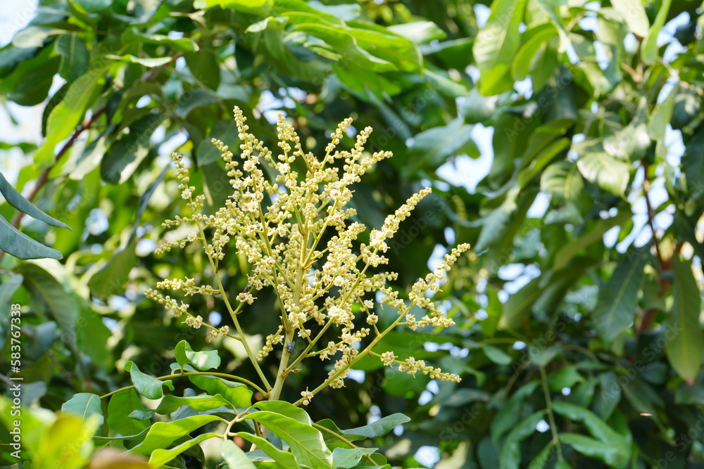 Longan flowers are blooming season in the garden. Longan flowers are blooming season in the garden.