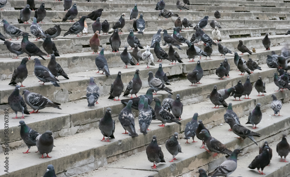 Obraz premium Many pigeons on the stairs in the city on the stairs of the cityscape.