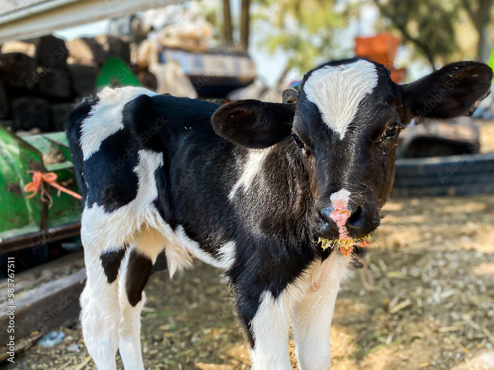 calf on the farm calf on the farm