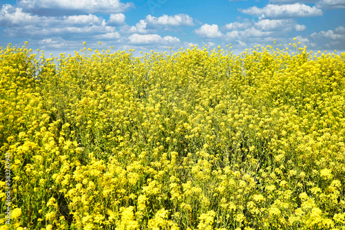 Nanohana flowers and blue sky
