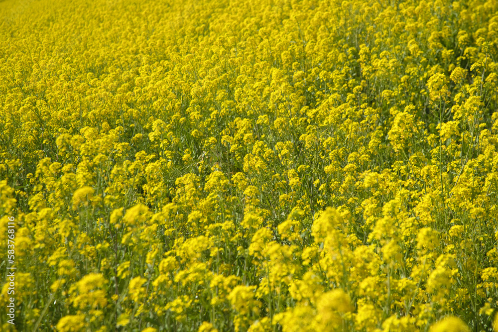 Nanohana flowers during Spring Nanohana flowers during Spring