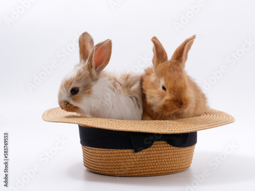 funny cute rabbits in a hat on a white background