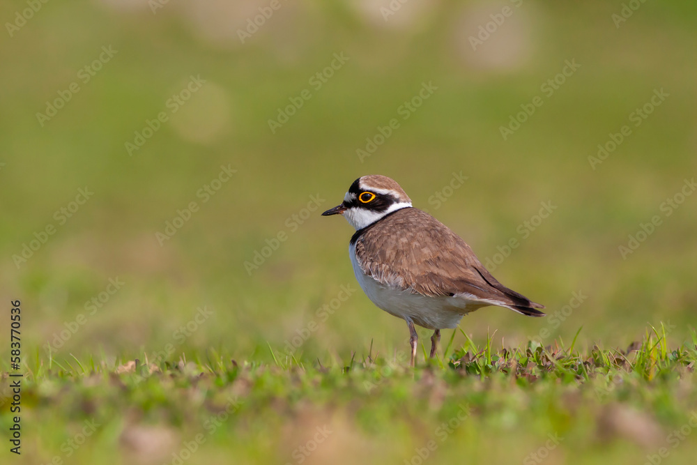 bird on the grass, Little Ringed Plover, Charadrius dubius bird on the grass, Little Ringed Plover, Charadrius dubius
