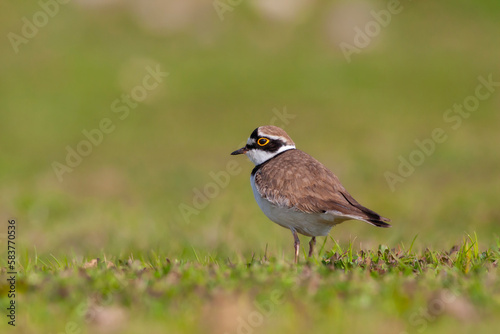 bird on the grass, Little Ringed Plover, Charadrius dubius 