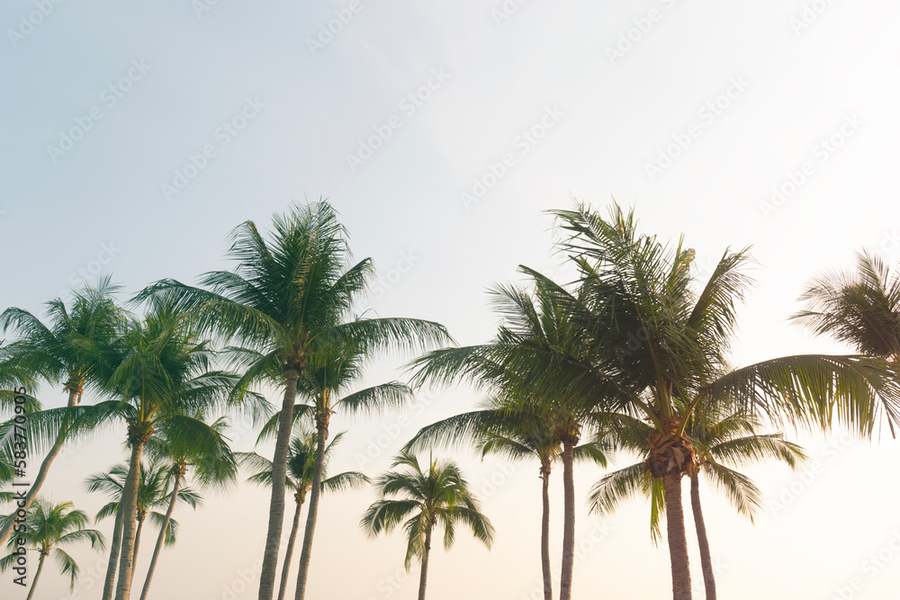 Coconut Palm Trees Bottom Up View in Backlit