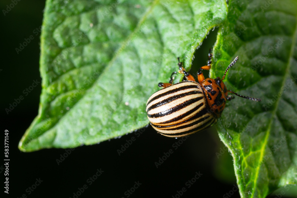 Colorado Potato Striped Beetle - Leptinotarsa Decemlineata Is A Serious Pest Of Potatoes plants Colorado Potato Striped Beetle - Leptinotarsa Decemlineata Is A Serious Pest Of Potatoes plants