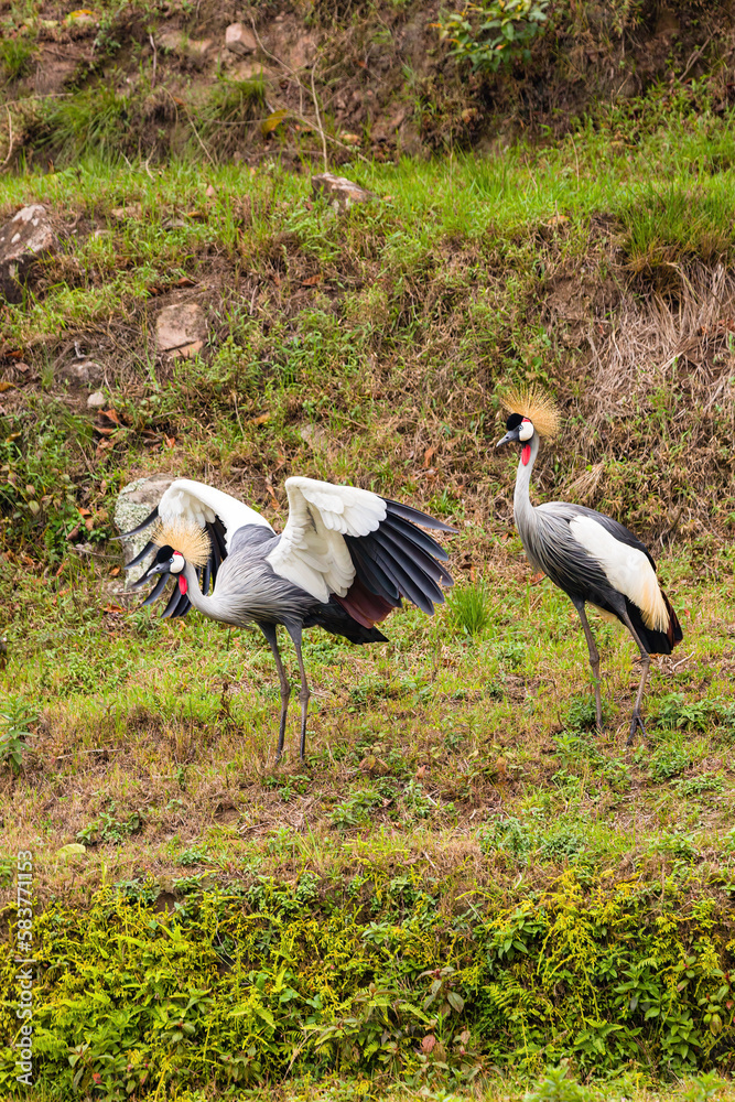 Fototapeta premium Grey Crowned Crane