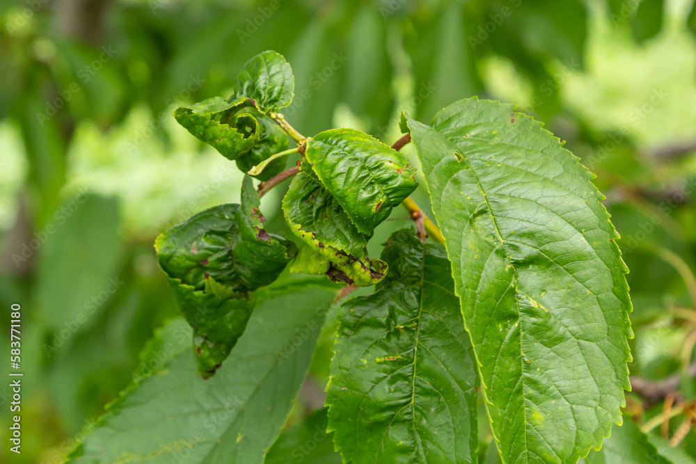 Twisted leaves of cherry. Cherry branch with wrinkled leaves affected by black aphid. Aphids, Aphis schneideri, severe damage from garden pests. Strongly damaged leaves from virus infection Twisted leaves of cherry. Cherry branch with wrinkled leaves affected by black aphid. Aphids, Aphis schneideri, severe damage from garden pests. Strongly damaged leaves from virus infection