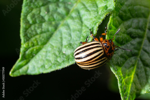 Colorado Potato Striped Beetle - Leptinotarsa Decemlineata Is A Serious Pest Of Potatoes plants
