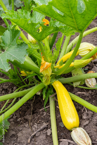 Zucchini abundantly bloom and bear fruit, providing a constant supply of summer vegetables. Home garden