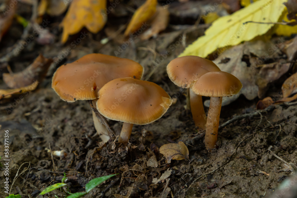 Gymnopus hariolorum mushrooms on the old stump Gymnopus hariolorum mushrooms on the old stump