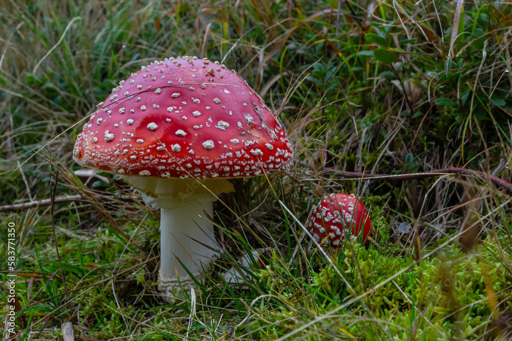Close-up of a Amanita poisonous mushroom in nature. Fly amanita Amanita muscaria mushroom