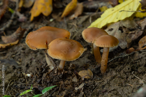 Gymnopus hariolorum mushrooms on the old stump