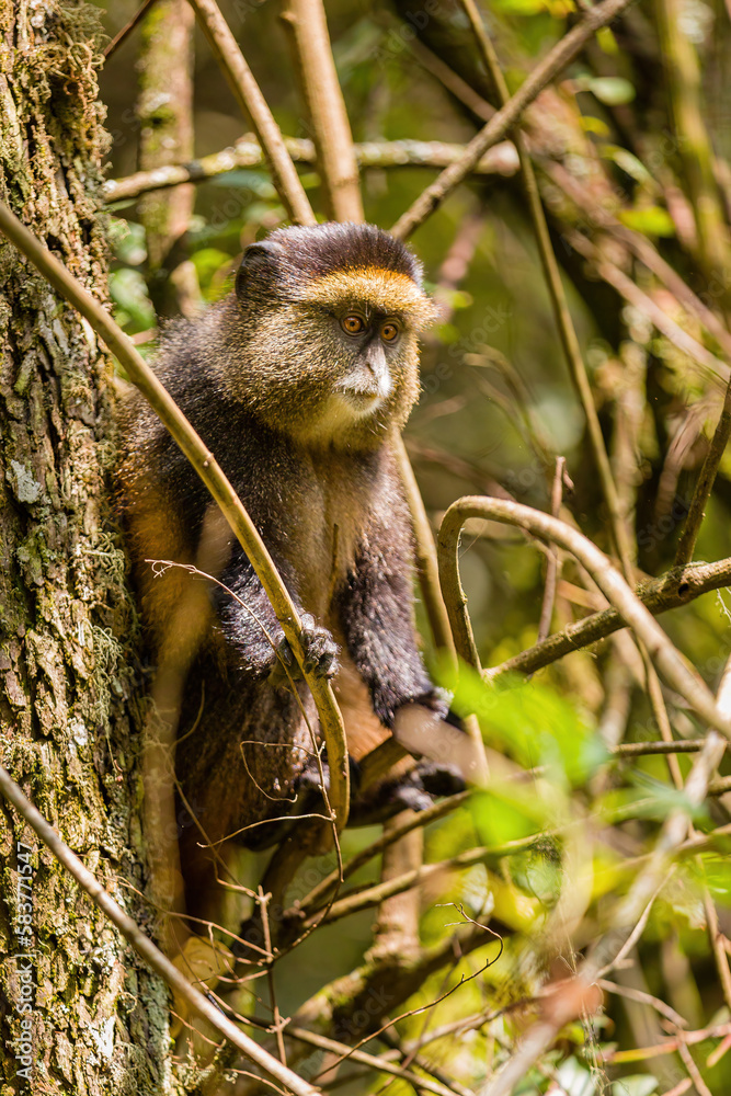 Fototapeta premium Golden Monkey