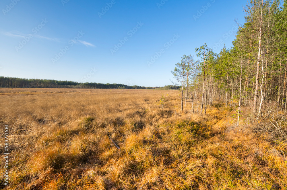 View of the marsh in the autumn View of the marsh in the autumn