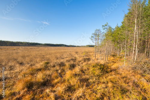 View of the marsh in the autumn