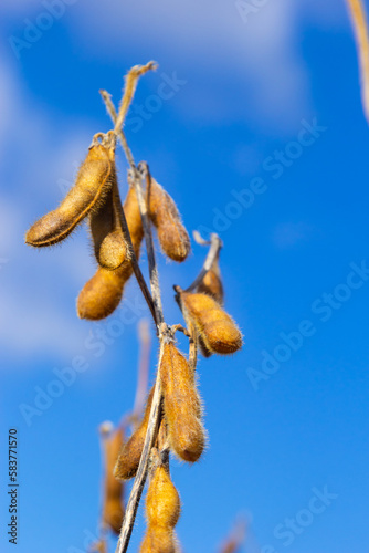 ripe soybean pods on the agricultural field ready to harvest and sky as background. Photo with selective focus and copy space