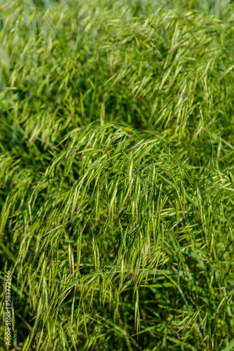 Cereal grass bromus grows in the wild