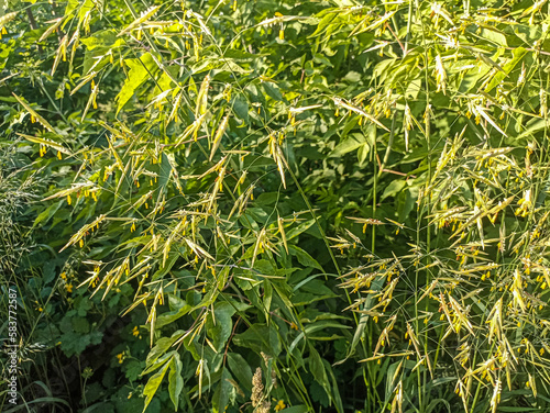 Wallpaper Mural Cereal grass bromus grows in the wild Torontodigital.ca