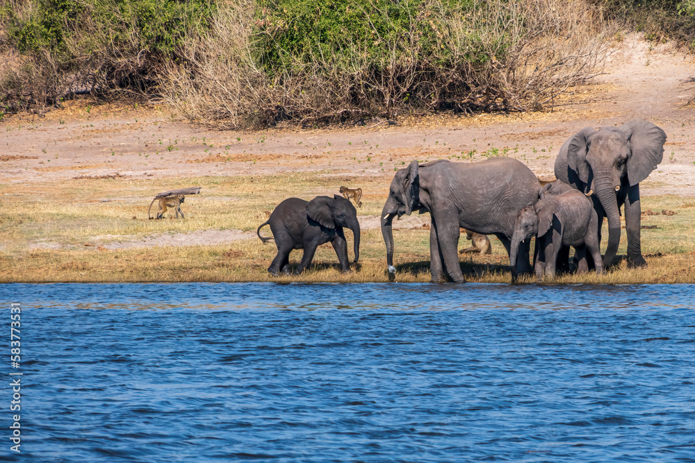 Fototapeta premium Herd of African elephants drinking at a waterhole in Chobe national park.