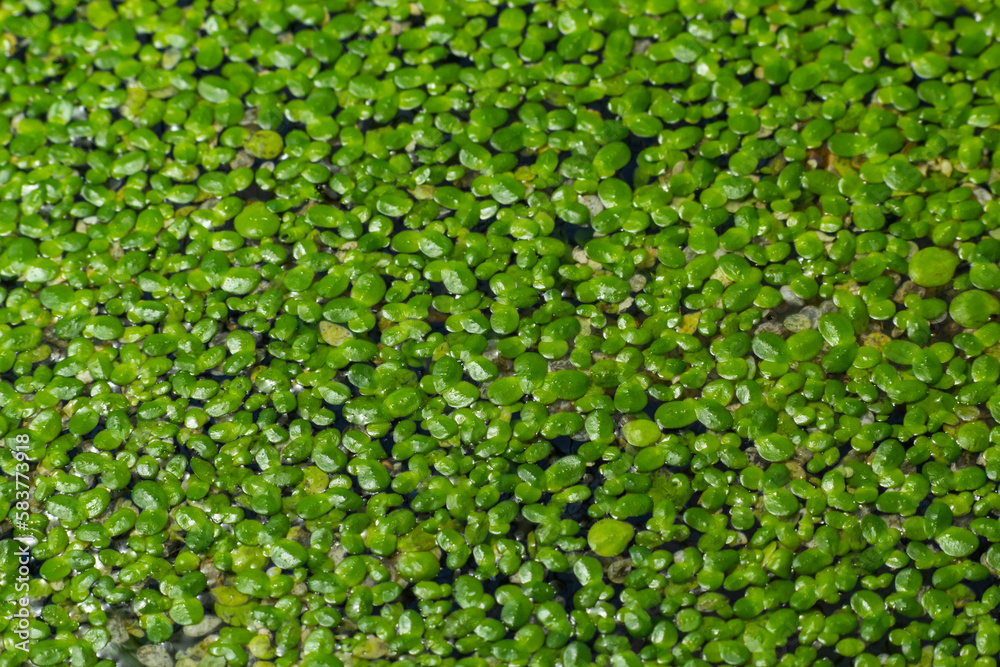 green duckweed Lemna minor floating on water in the pond green duckweed Lemna minor floating on water in the pond