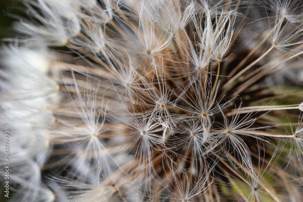 Obraz premium Dandelion abstract background. Beautiful white fluffy dandelions, dandelion seeds in sunlight. Blurred natural green spring background, macro, selective focus, close up