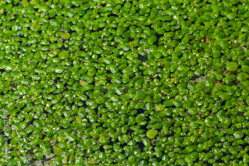 green duckweed Lemna minor floating on water in the pond