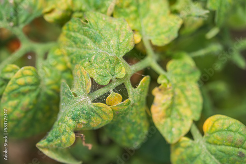 tomato leaves affected by spider mite photo