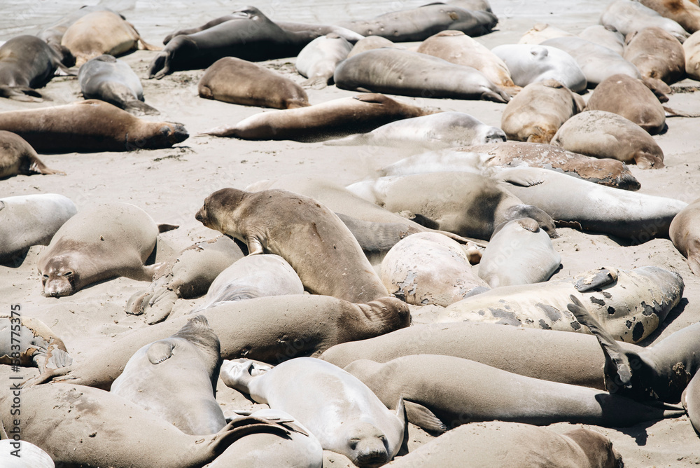 Fototapeta premium Elephant Seals off the coast of California 