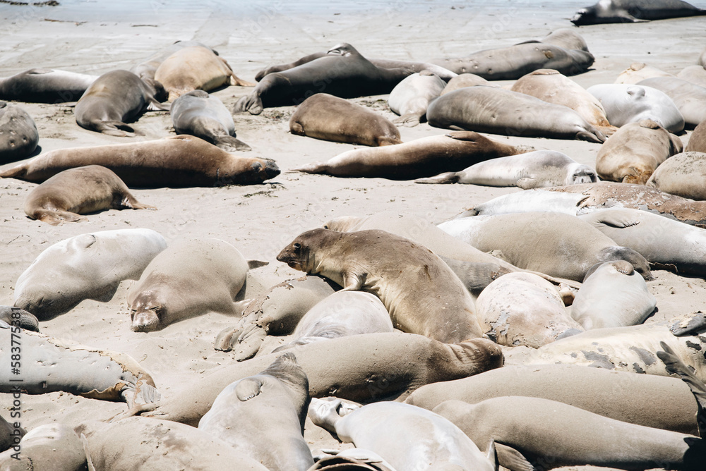 Fototapeta premium Elephant Seals off the coast of California 