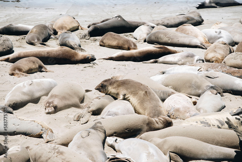 Elephant Seals off the coast of California 