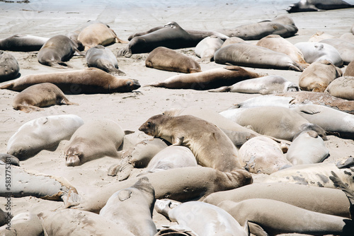 Elephant Seals off the coast of California  © Samantha