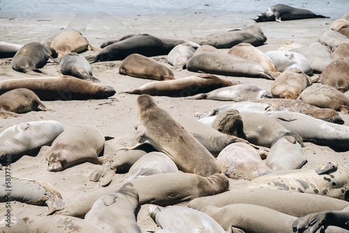 Elephant Seals off the coast of California 