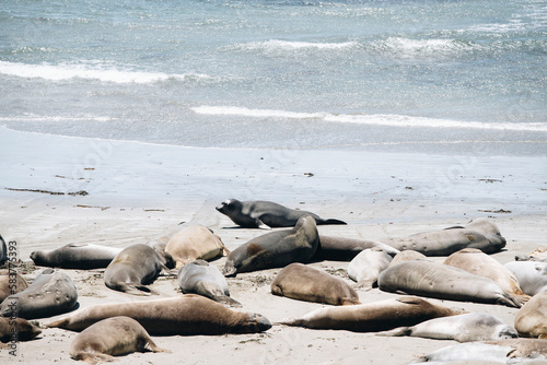 Elephant Seals off the coast of California 