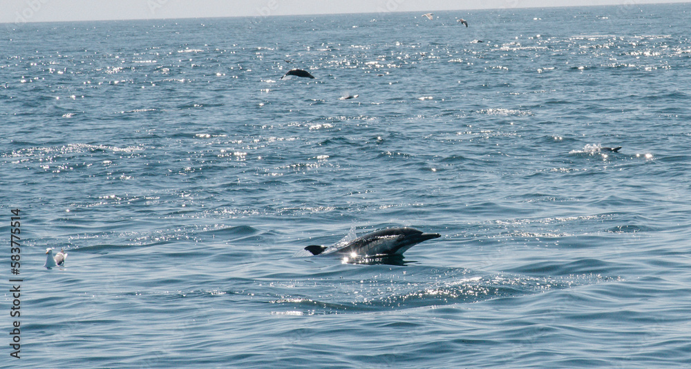 Fototapeta premium Dolphins in the Pacific Ocean 