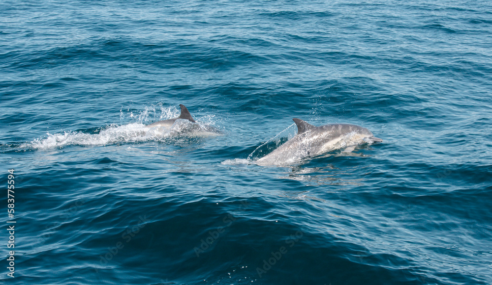 Dolphins in the Pacific Ocean Dolphins in the Pacific Ocean