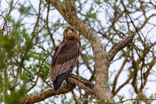 Bateleur Eagle juvénile © Sascha