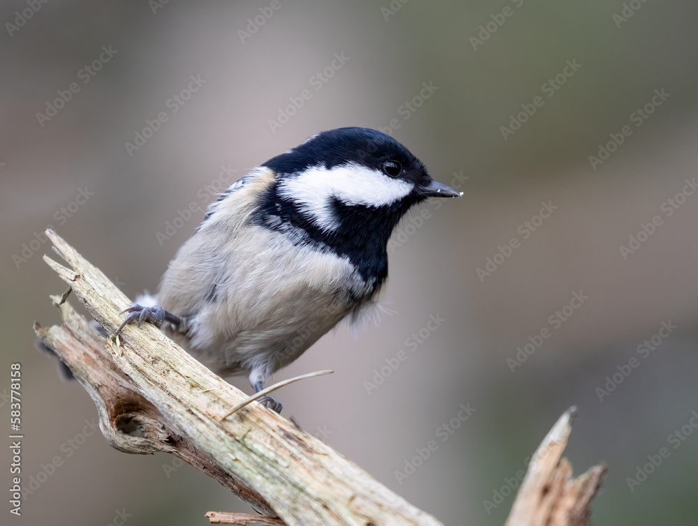Fototapeta premium Coal tit