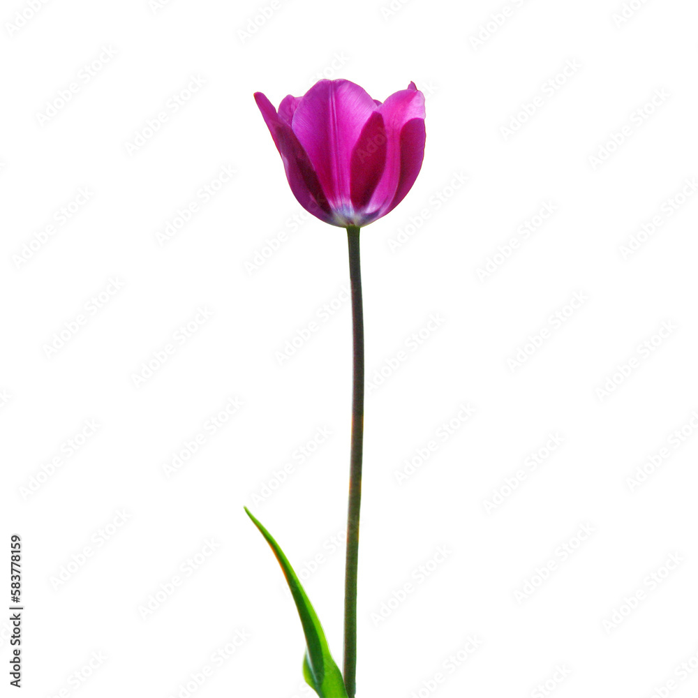 Purple tulip flower isolated on white background Purple tulip flower isolated on white background