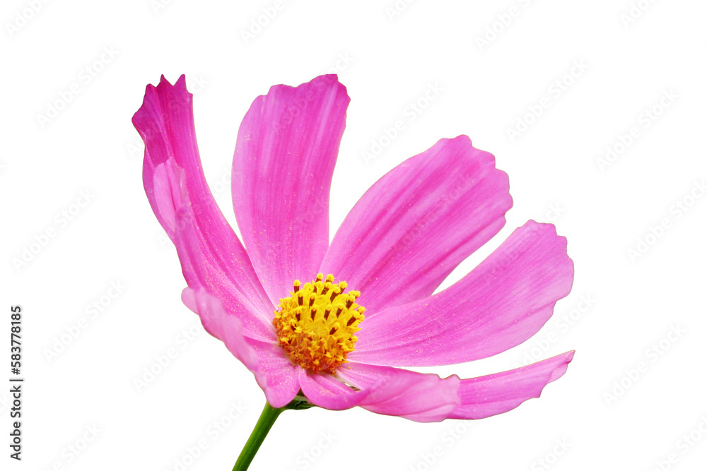 Violet flower Cosmea closeup, isolated on a white background. Beautiful summer flower on a Sunny day, isolated on a white background. Purple plant Cosmea macro. Violet flower Cosmea closeup, isolated on a white background. Beautiful summer flower on a Sunny day, isolated on a white background. Purple plant Cosmea macro.