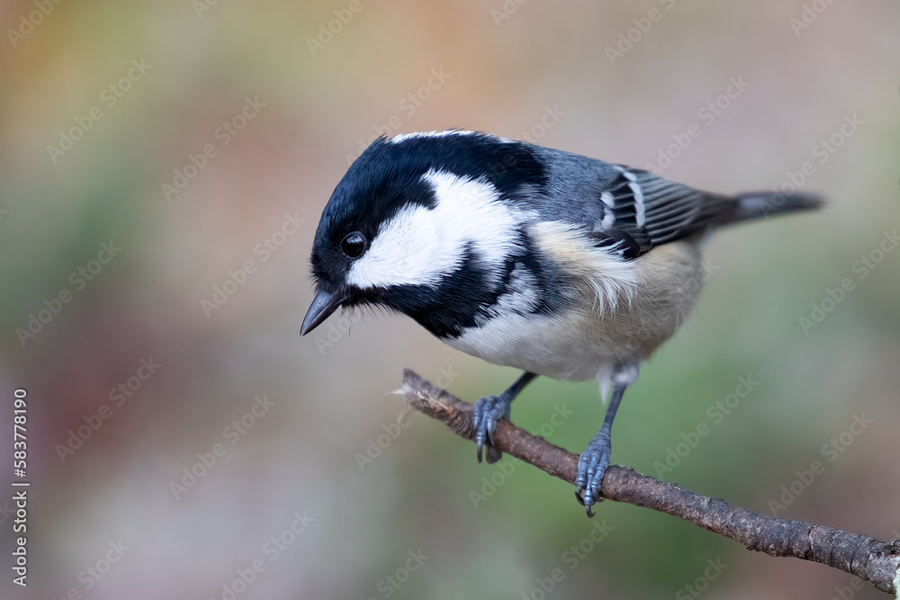 Fototapeta premium Coal tit
