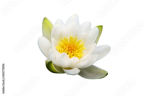Fotografia White Lily blooms on the lake, isolated on a white background