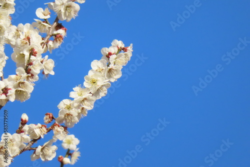 白い桜と青い空