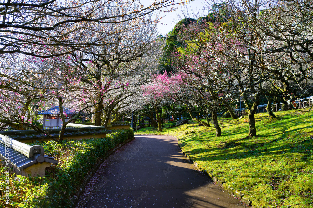 Fototapeta premium 静岡県熱海市 熱海梅園