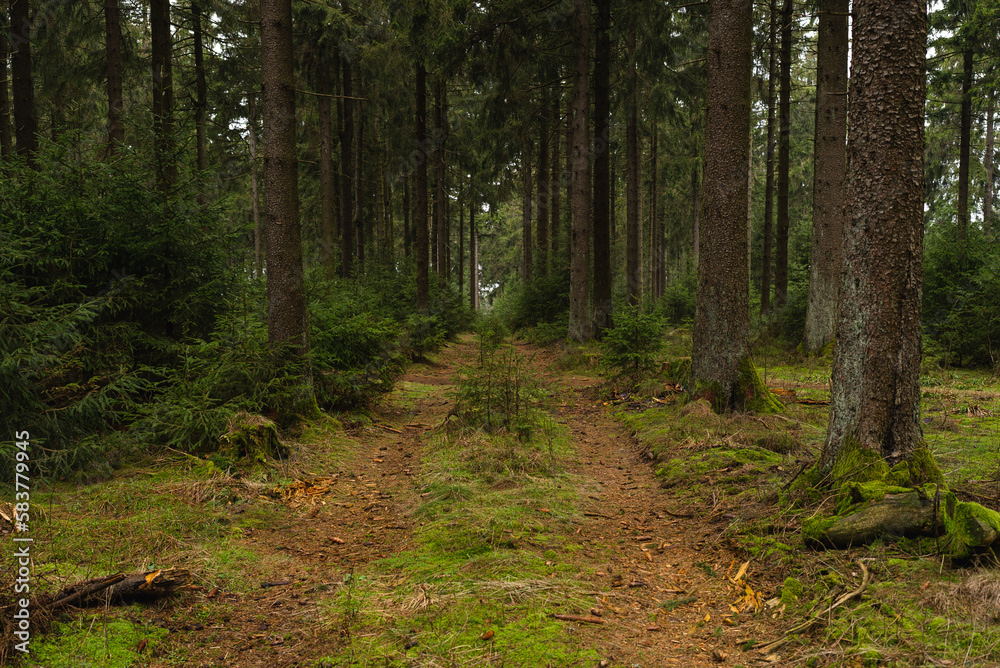 Obraz premium Waldweg, Großer Feldberg