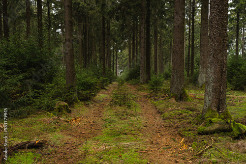 Waldweg, Großer Feldberg © Stephan Dinges