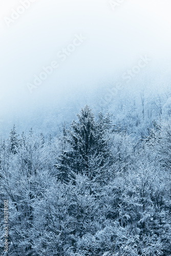 Amazing winter snowy coat on the trees.