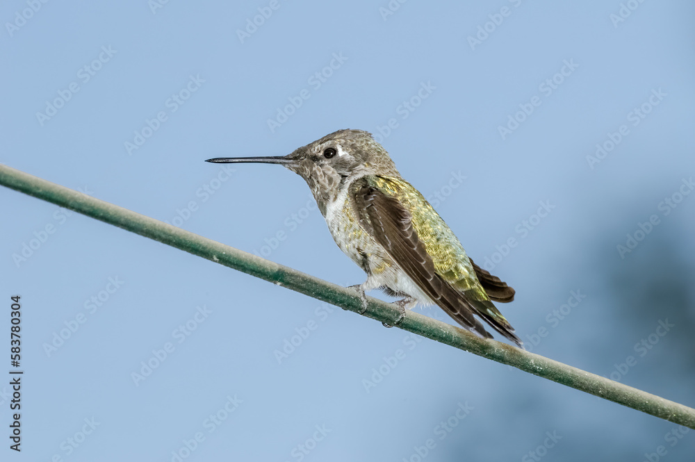 Fototapeta premium Anna's Hummingbird (Calypte anna) male in garden, Los Angeles, California, USA